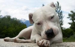 As we mentioned above, the Dogo Argentino breed is quite difficult for training and education. F ...