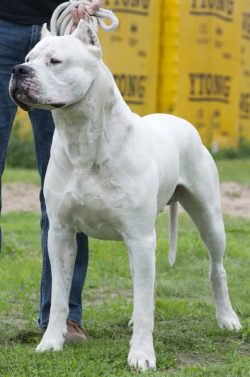 If the energy has nowhere to go, then aggressive character traits will prevail – the dog&# ...