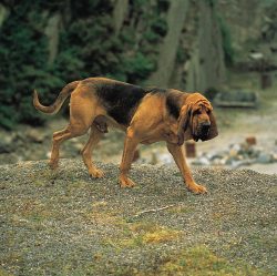 The best age to buy a Bloodhound puppy is 2-3 months. It is also possible to take older individu ...