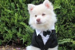 The Indian Spitz is usually White Milk, but can also be found in pure colors like Black, Dusky B ...