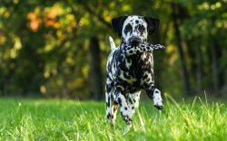 For successful socialization, puppies must be taught to practice consistently and patiently (ani ...