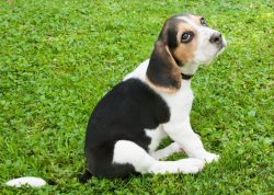 Beagle-Harrier – is a primarily smelling dog that relentlessly hunts both small and big ga ...