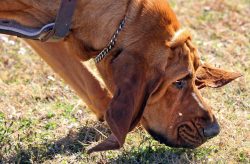 They are very hardworking and hardy dogs. The nature of the Bloodhound is noteworthy friendlines ...