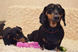 This breed originated from dogs that were bred to fearlessly chase after prey that hides in burr ...