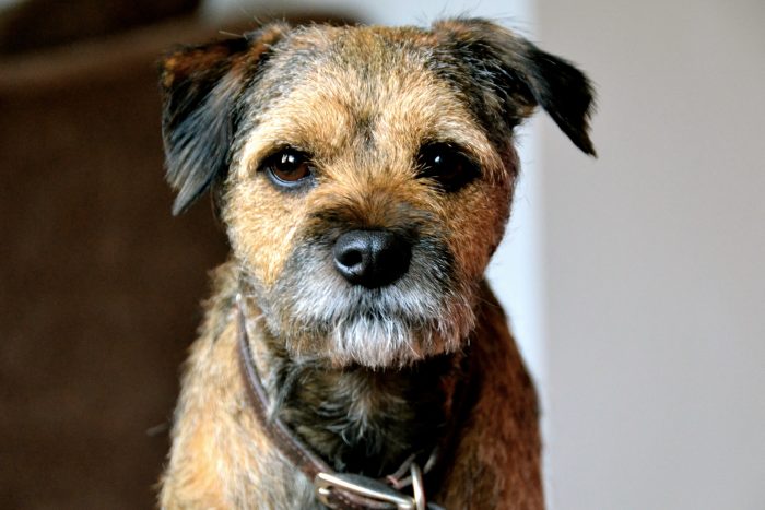 Border Terriers love to gnaw, some outgrow this habit, others gnaw furniture, shoes throughout t ...