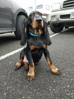 Active, energetic, and friendly. Black and Tan Coonhound is a calm and independent dog. At home, ...
