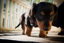 Although all dachshunds are brave and fearless, yet each species has its own personality. 