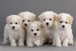 These dogs have a certain degree of internal independence, they do not like to be alone, preferr ...