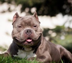 The lifespan of this new breed (American Bully) is fixed in the standard. On average, it is 12-1 ...