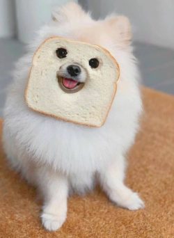 White German Spitz came with European settlers, but after I World War, his name had to be change ...
