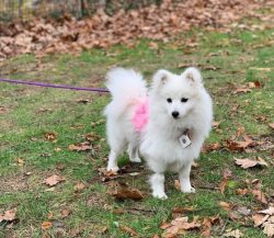 There are three different types of American Eskimo dog: Toy, Miniature, and Standard. Although t ...