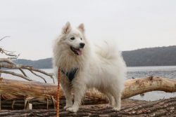 The American Eskimo is a small and compact domestic breed with a square body and a tapered head. ...