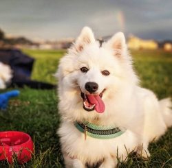 One of the most distinctive features of the American Eskimo Dog breed is its beautiful snow-whit ...