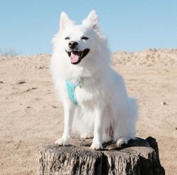 The American Eskimo dog has a thick double layer of fur that consists of a soft, dense undercoat ...