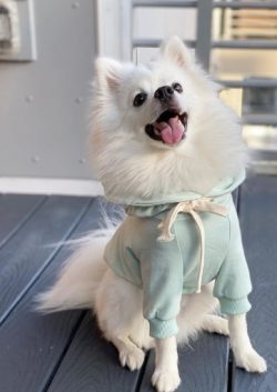 American Eskimo dogs range in size from 23 cm to 43 cm in height, depending on the type of breed. 