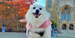 The American Eskimo dog is a hardy and adaptable dog that can easily live in a variety of houses ...