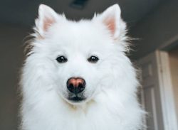 The American Eskimo dog is very alert, making it a good watchdog, as they will bark to alert the ...