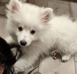 The American Eskimo dog gets along well with young children as it is naturally playful and alway ...