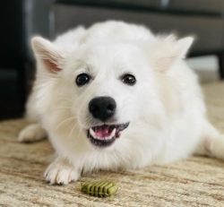 The American Eskimo dog is very intelligent, so it is often used to detect drugs and perform tri ...
