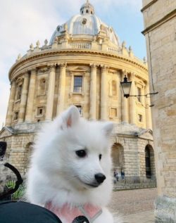The American Eskimo dog does well with humans, but behavioral problems can arise if it does not  ...