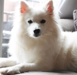 The American Eskimo Dog actually existed in America for hundreds of years but was first known as ...