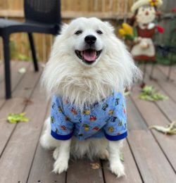 The American Eskimo dog needs a lot of attention along with regular grooming of its silky fur an ...