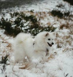 The American Eskimo dog has an average of 5 puppies per litter, and healthy individuals have a l ...