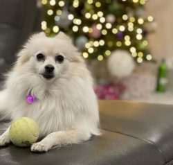 Despite its name, this Spitz is absolutely not related to the Eskimo and Inuit dogs. In 1913, th ...