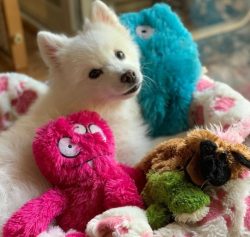 The American Eskimo dog has become an increasingly popular breed in the circus. They can perform ...
