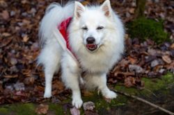 The American Eskimo dog is a harmoniously built dog, in its appearance resembling the most ancie ...