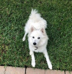 The American Eskimo dog is always snow-white, sometimes with a cream shade, while the nose and l ...