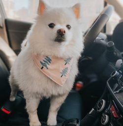 If you want your friend American Eskimo dog to be always happy, let him participate in all your  ...