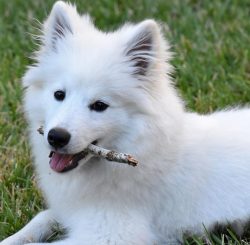 Sometimes American Eskimo dog has bouts of stubbornness, so you should never forget that the per ...