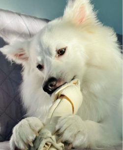 Sometimes it happens that blue-eyed American Eskimo dogs turn out to be blind or poorly seeing.  ...