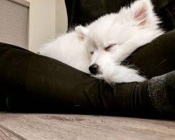 The American Eskimo is an ideal lap dog that has many talents. This Spitz is an excellent watchd ...