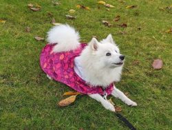American Eskimo is suspicious of strangers, but if you introduce him to this person, they become ...