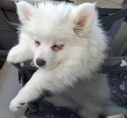 American Eskimo Spitz (Eskimo) – little dogs with adorable snow-white hair always attract  ...