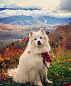 The fluffy “Eskimo” is an intelligent, agile dog of small size, which lends itself w ...