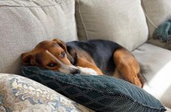 The American Foxhound is one of the oldest hunting breeds. A fairly freedom-loving dog requires  ...