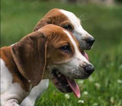 The American Foxhound is the pride and heritage of the United States, and especially the state o ...