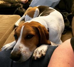 Since olden times, Americans have used the American foxhound when hunting because it has a keen  ...