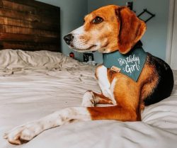 The Foxhound is quite balanced and obedient. If you do not pay due attention to it and do not en ...
