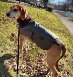 American foxhound has a fairly large, strong, and proportional physique with a well-developed mu ...