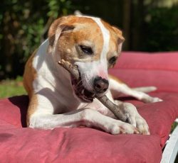 American foxhound has a flat head and an elongated muzzle, wide ears, and more expressive almond ...