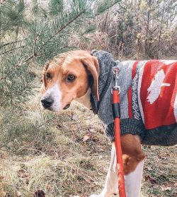 The American foxhound has a short and very soft coat. The color of the coat can be reddish-white ...
