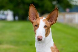 The Ibizan Greyhound is a calm, gentle, and loyal dog. Her movements are free, light, and graceful. 