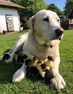 According to dog breeders, the Labrador retriever should not be used as a guard dog. They will n ...