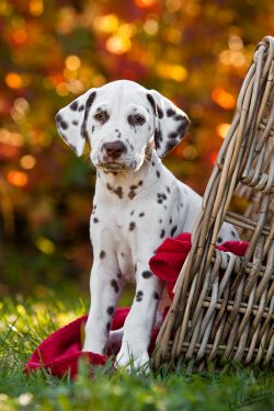 These dogs have a good sense of smell, helping them quickly find a person in need of help. In th ...