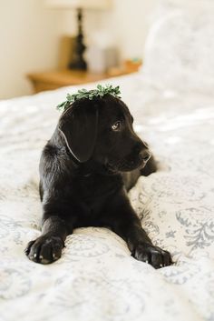 Caring for a Labrador retriever involves regular examination of the ears: due to their special s ...