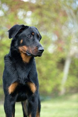 Abbot Rozier wrote an article on French herding dogs in 1809 where he clearly pointed out the di ...